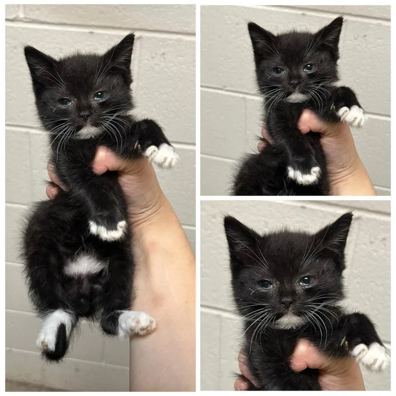A young small-sized male Domestic Short Hair cat named Chico for adoption in Dublin, VA