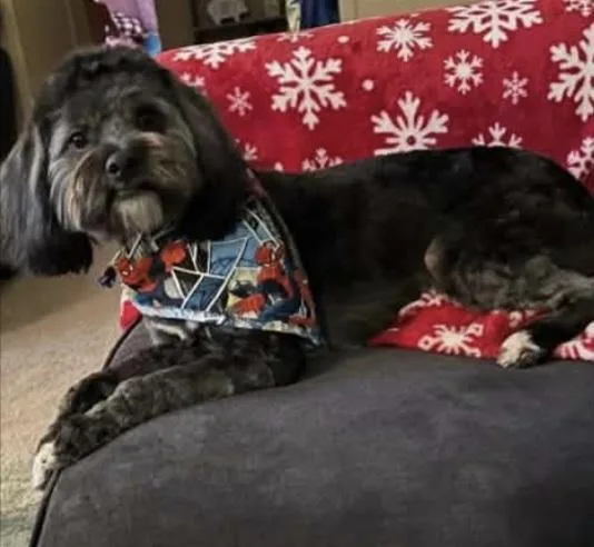An adult small-sized male Black Schnauzer dog named Mister Cash for adoption in Aurora, IN