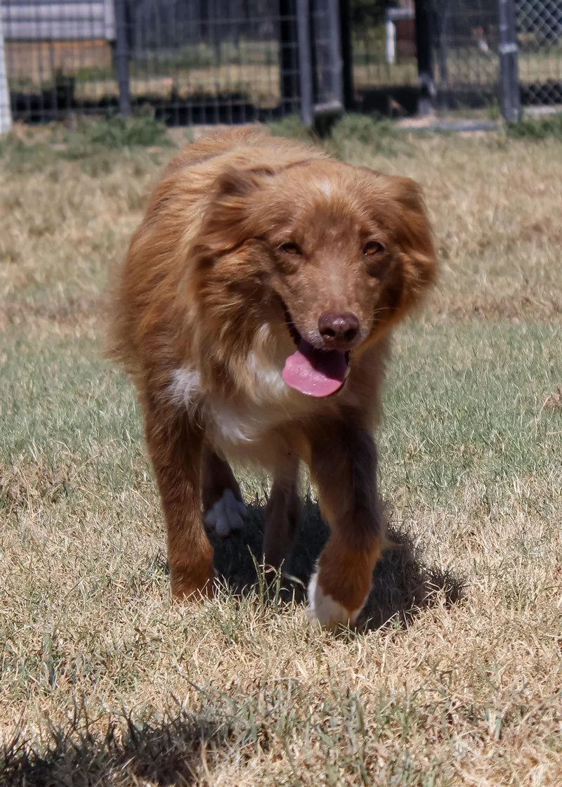An adult medium-sized female Red / Chestnut / Orange Australian Shepherd dog named Lena for adoption in Neosho, MO
