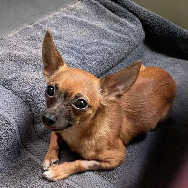 An adult small-sized male Chihuahua dog named Baby Chaos Gremlin for adoption in Walnut Creek, CA