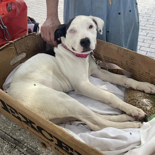 A baby small-sized female American Staffordshire Terrier dog named Suzie for adoption in San Antonio, TX