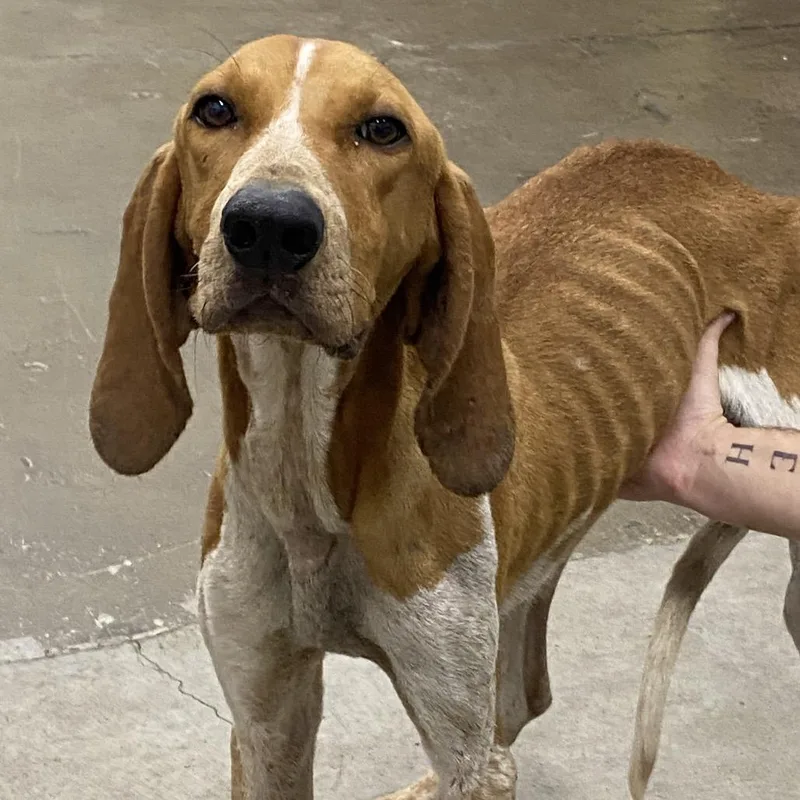 An adult medium-sized male English Coonhound dog named Copper for adoption in Corbin, KY