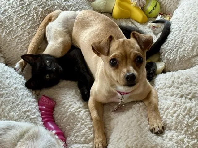 A young small-sized female Chihuahua dog named Cupcake for adoption in Colorado Springs, CO