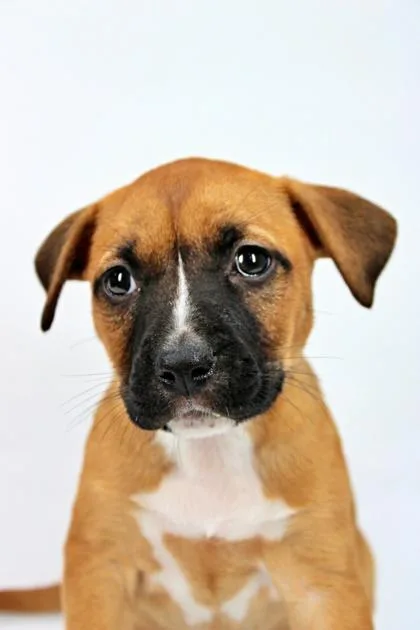 A baby large-sized female Boxer dog named Willow for adoption in Morton Grove, IL