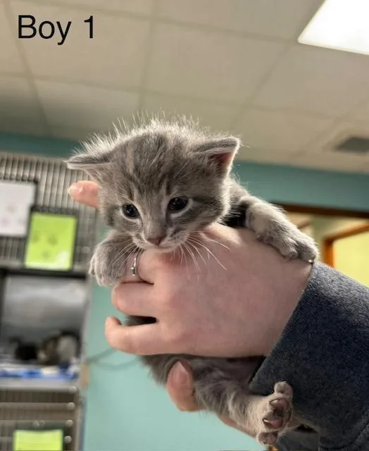 A baby medium-sized male Domestic Short Hair cat named Hopper for adoption in Archbold , OH