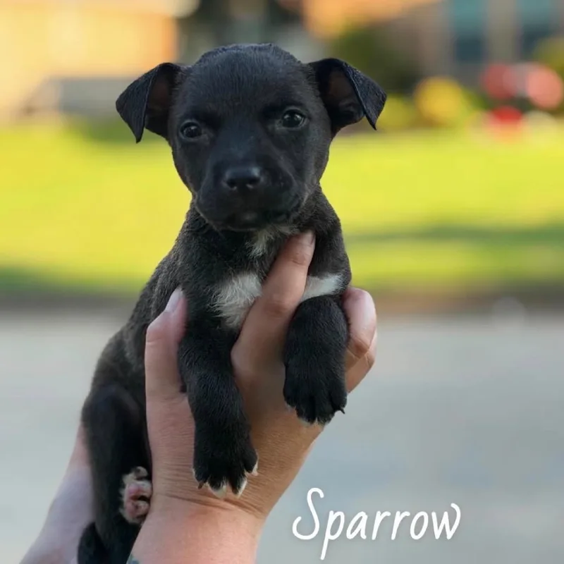 A baby small-sized female Pit Bull Terrier dog named Sparrow for adoption in Parker, CO