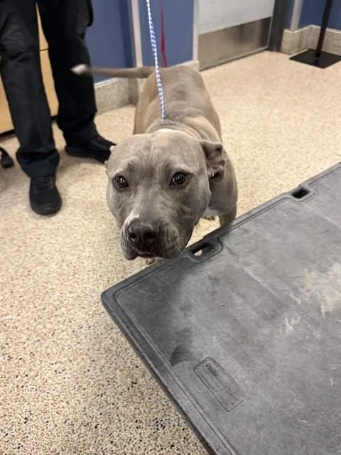 An adult large-sized female American Bulldog dog named Lia for adoption in Miami, FL