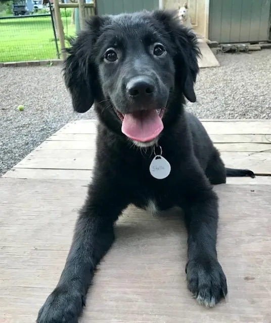 Stella