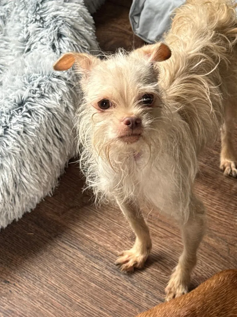 A young small-sized female Terrier dog named Jelly for adoption in Los Angeles, CA