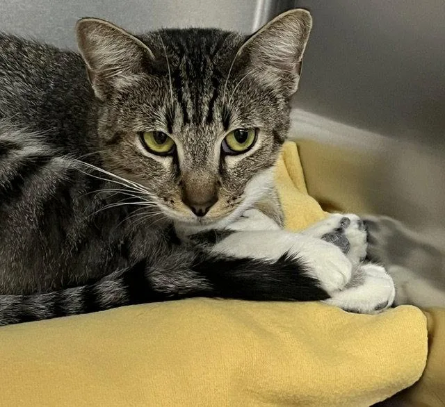 An adult medium-sized male Domestic Short Hair cat named Victor for adoption in Seal Beach, CA