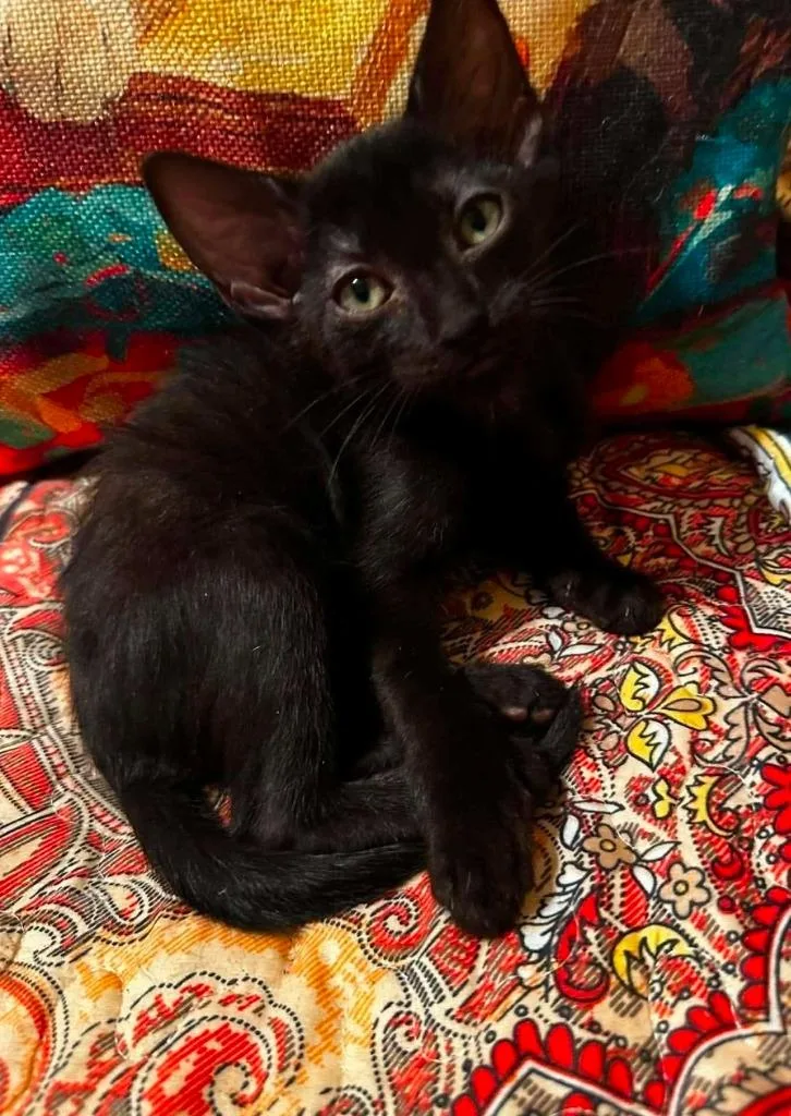 Poe
