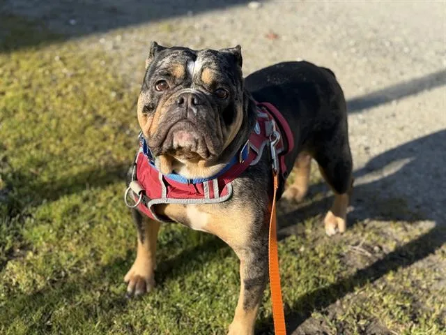 An adult medium-sized female English Bulldog dog named Delores for adoption in Kent, WA