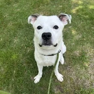 An adult medium-sized male Pit Bull Terrier dog named Snowcone for adoption in Worcester, MA