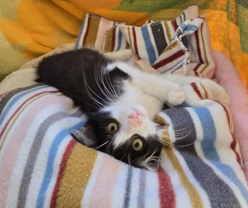 A baby medium-sized female Domestic Medium Hair cat named Eunice for adoption in Seal Beach, CA