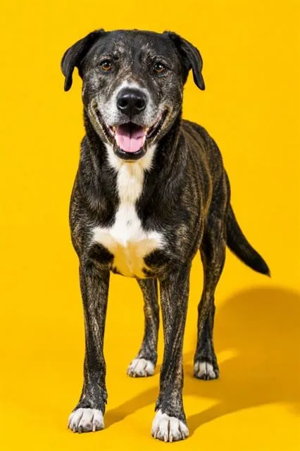 An adult large-sized female Mixed Breed dog named Margaux for adoption in Jacksonville, FL