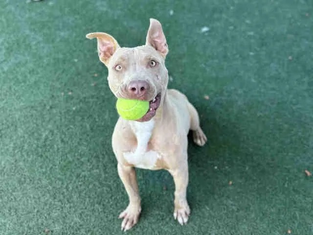A young medium-sized male Pit Bull Terrier dog named Blue for adoption in Bonita, CA
