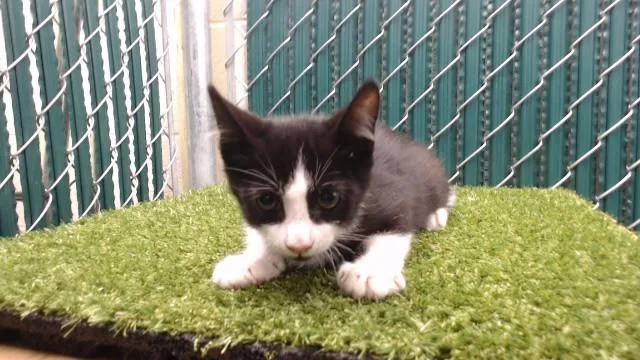 A baby medium-sized male Domestic Short Hair cat named Frisian for adoption in Downey, CA