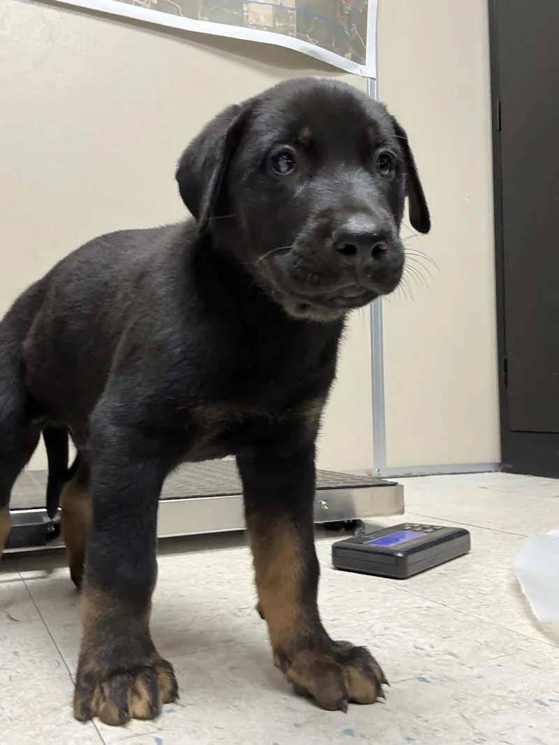 A baby small-sized male Bicolor Rottweiler dog named Eddie for adoption in Oakdale, CA