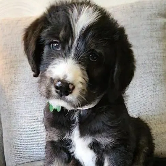 A baby large-sized male Bernese Mountain Dog dog named Malcolm for adoption in Toledo, OH