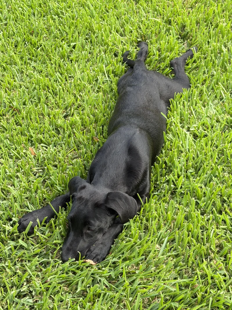 A baby medium-sized female Black Labrador Retriever dog named Maeve for adoption in Willington, CT