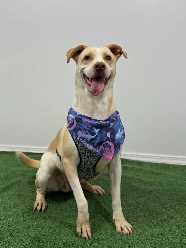 A young large-sized female Red / Chestnut / Orange Pit Bull Terrier dog named Wonder for adoption in Carlsbad, CA