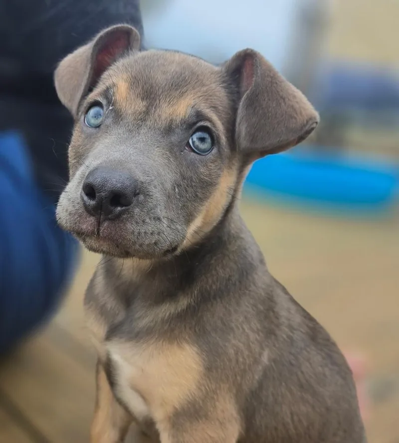 A young medium-sized male Gray / Blue / Silver Mixed Breed dog named Woody for adoption in Franklin, TN