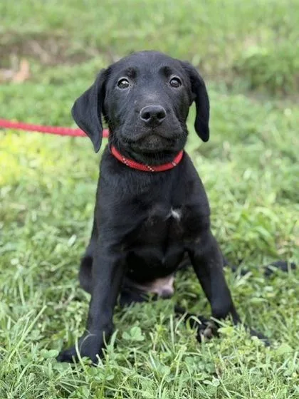 A baby large-sized male Labrador Retriever dog named Wilson for adoption in Malvern, PA
