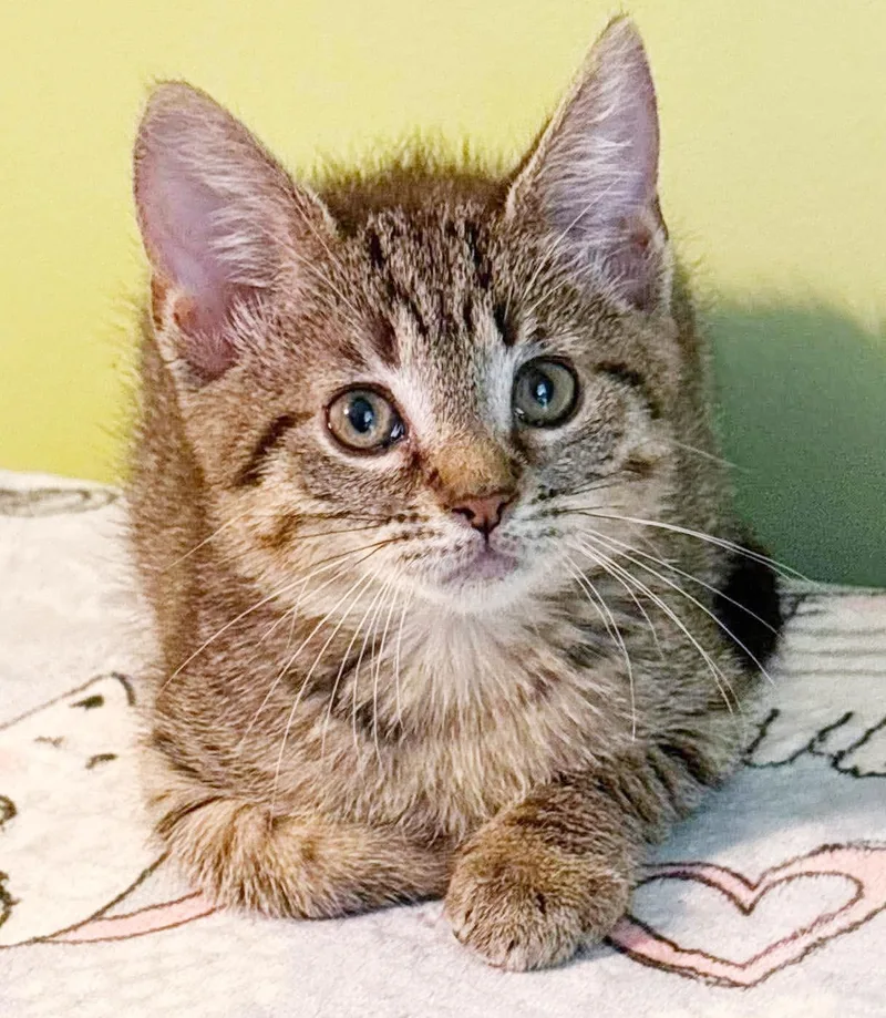 A baby small-sized female Tabby (Brown / Chocolate) Bengal cat named Baby Boo is baby for adoption in Bedford Hills, NY
