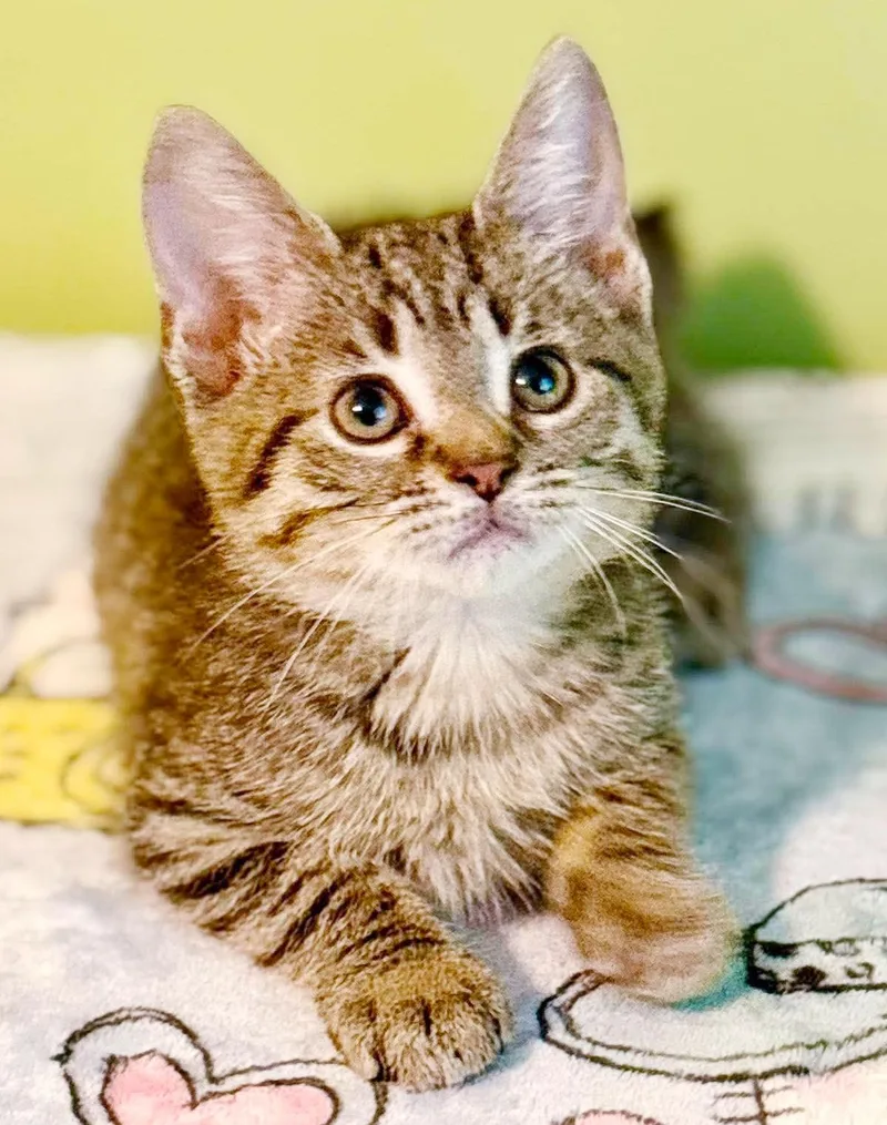 Baby Boo is baby thumbnail 2