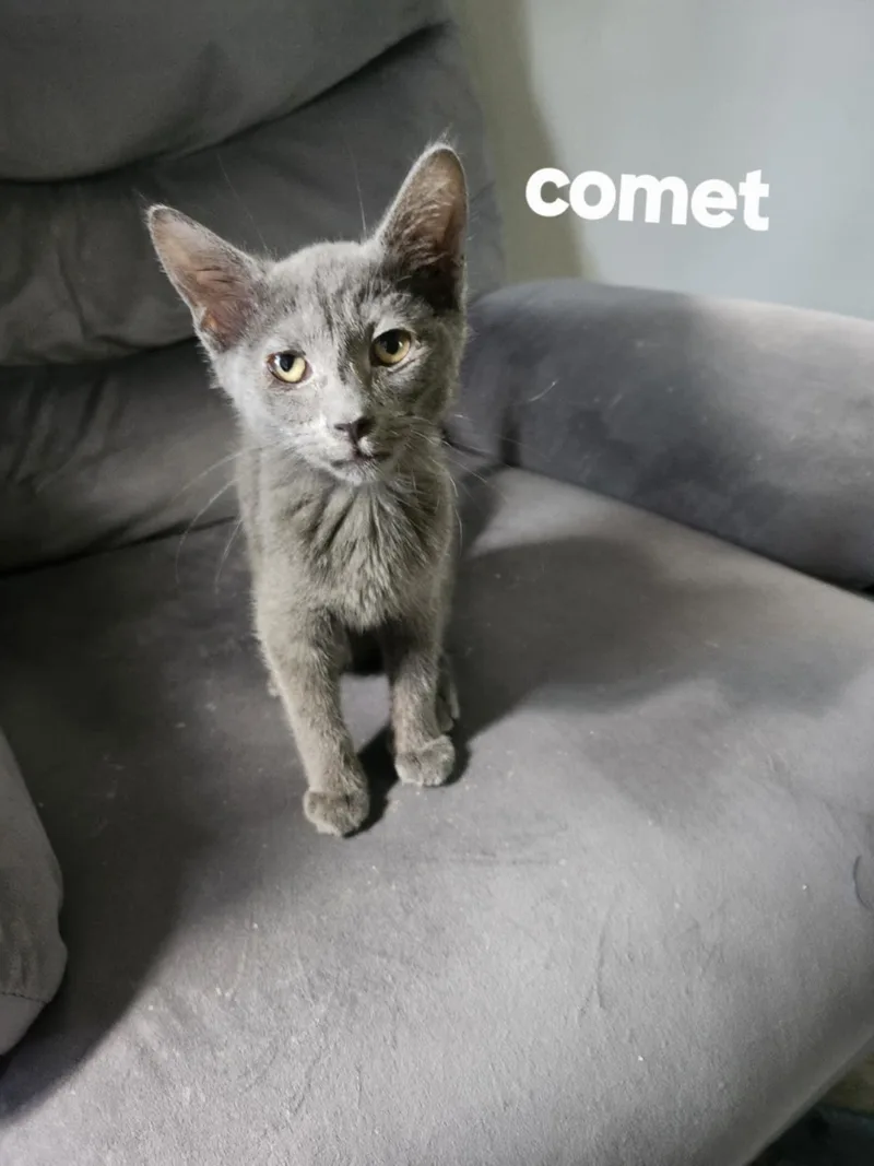 Comet thumbnail 2