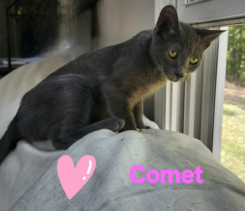 Comet thumbnail 3