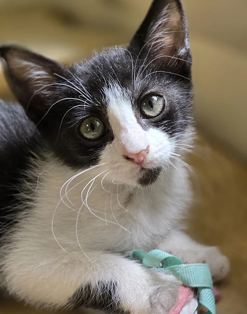 A baby medium-sized female Black & White / Tuxedo Domestic Short Hair cat named Celine for adoption in Wilmington, NC