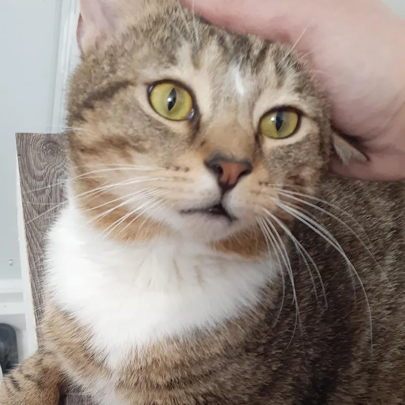 A young large-sized male Brown / Chocolate Domestic Short Hair cat named Theodore for adoption in Pittsburgh, PA