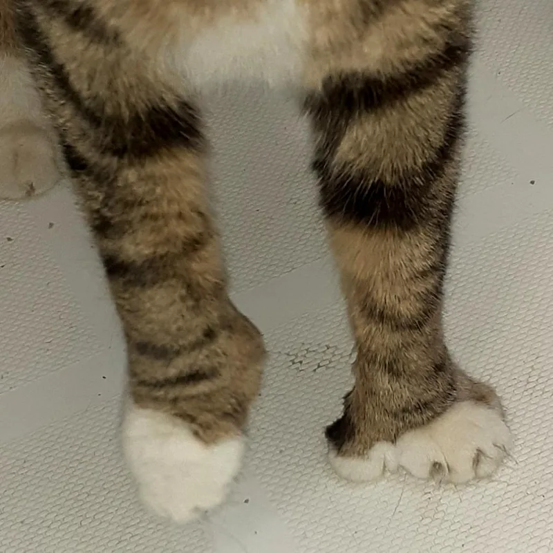 Theodore thumbnail 3