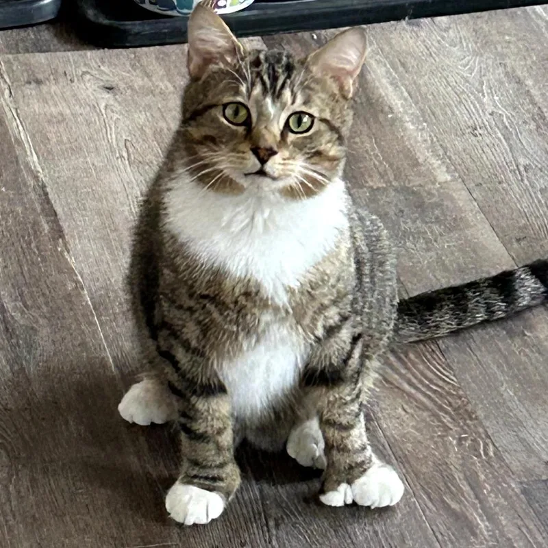 Theodore thumbnail 4