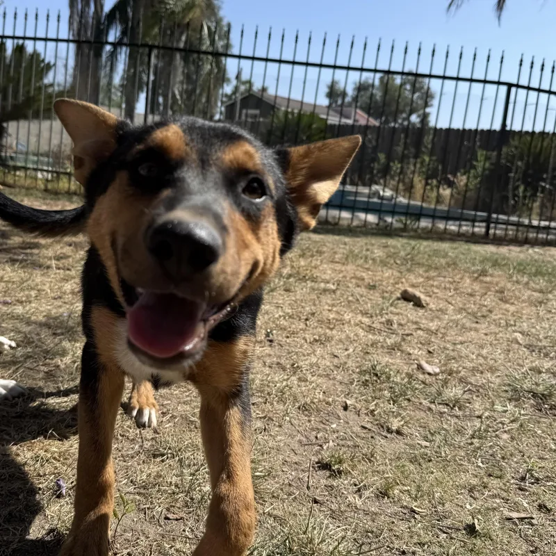 A young medium-sized male Shepherd dog named Fred for adoption in Bakersfield, CA