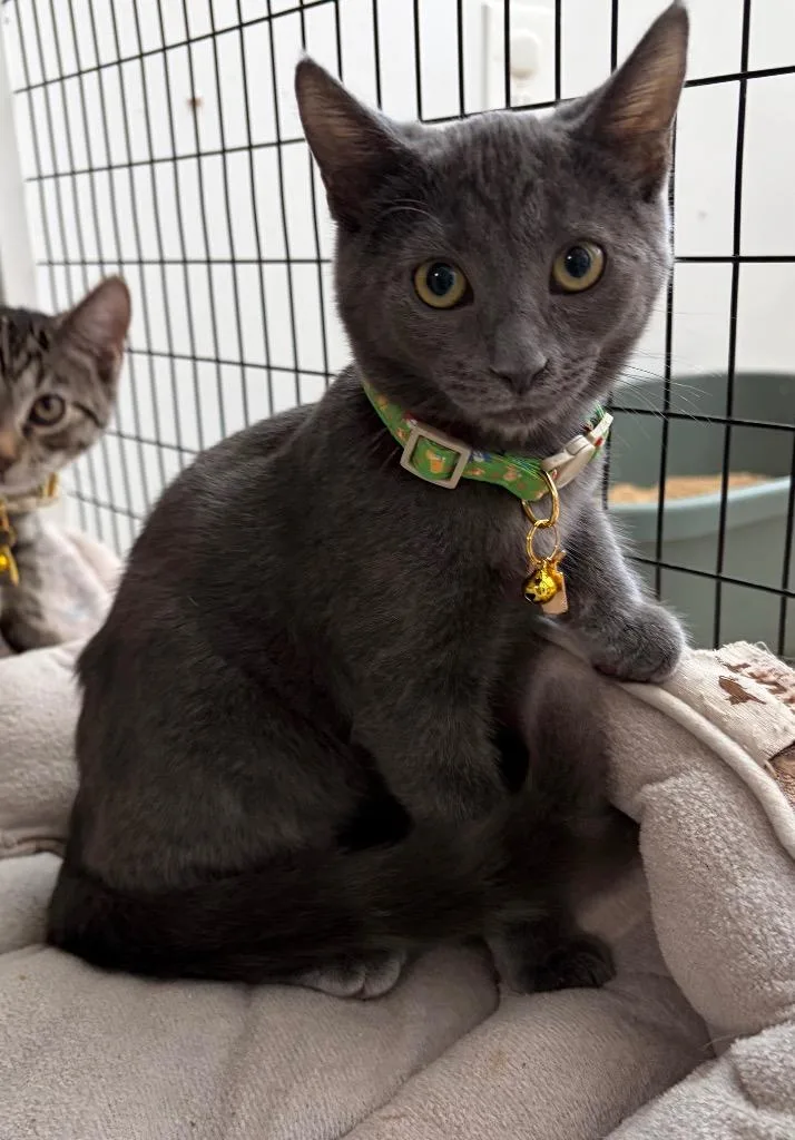 A baby small-sized female Domestic Short Hair cat named Nellie for adoption in St. Augustine, FL