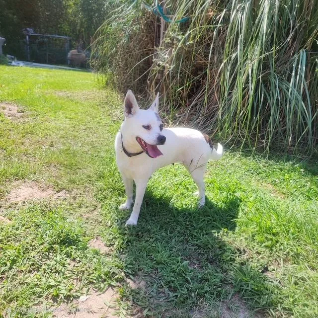 A young small-sized female White / Cream Feist dog named Lilly Rose for adoption in Manhasset, NY