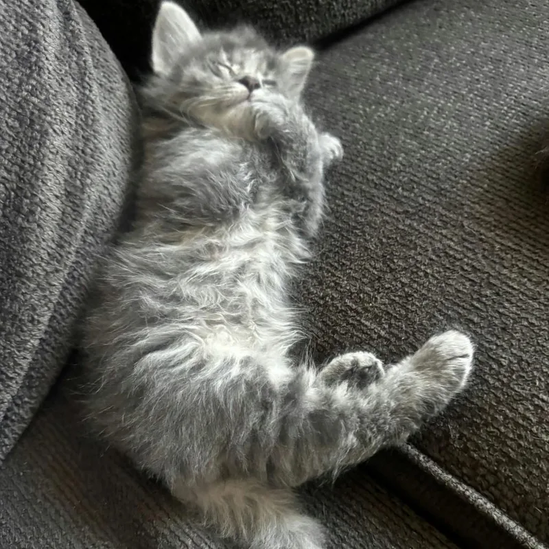 A baby small-sized male Domestic Medium Hair cat named Crush for adoption in Sunnyvale, CA