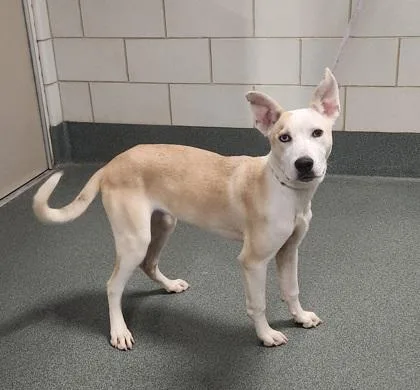 An adult medium-sized female Mixed Breed dog named Luna for adoption in Fairfax, VA