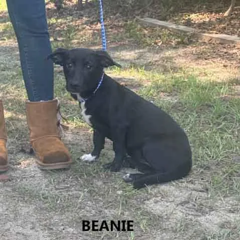 A baby medium-sized female Black Basset Hound dog named Beanie for adoption in Washington, GA
