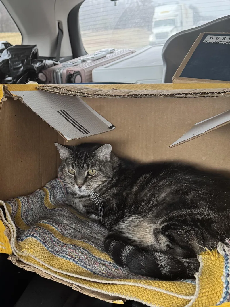 A senior medium-sized female Tabby (Gray / Blue / Silver) American Shorthair cat named Blackie for adoption in Nashville, TN