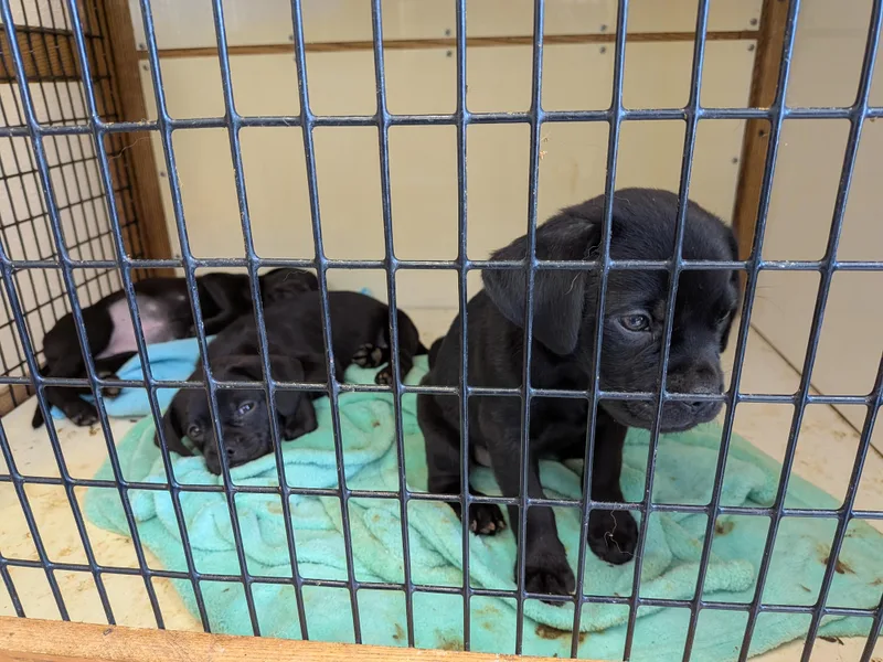 A baby small-sized female Pug dog named Penelope for adoption in Hermiston, OR