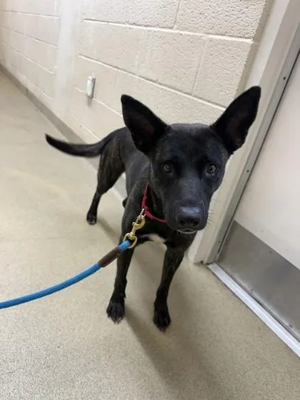 An adult medium-sized female Mixed Breed dog named Fuji for adoption in Vero Beach, FL