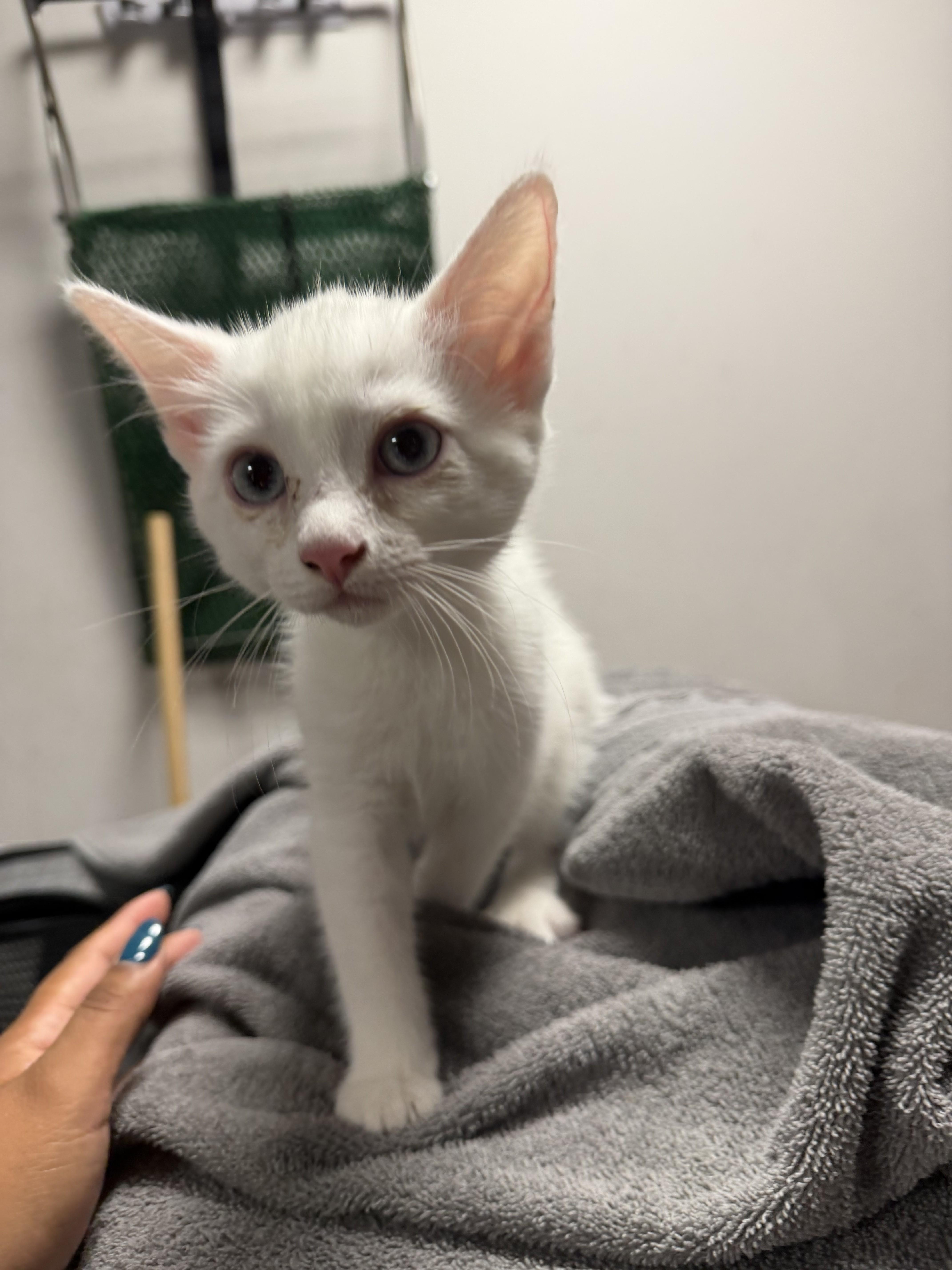 A baby medium-sized female Domestic Short Hair cat named Fergie for adoption in Chatsworth, CA