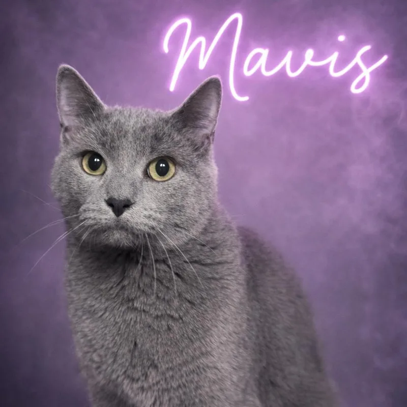 Mavis