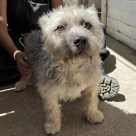 An adult small-sized male Yellow / Tan / Blond / Fawn Terrier dog named Zach for adoption in Sonoma, CA