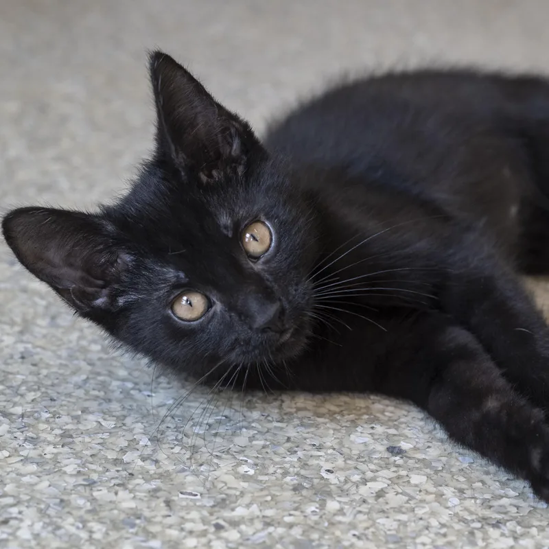 A baby medium-sized male Black Domestic Short Hair cat named Elton for adoption in Pontiac, MI