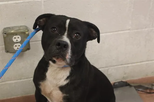 A young large-sized male Mixed Breed dog named Tacoma for adoption in Columbia, SC