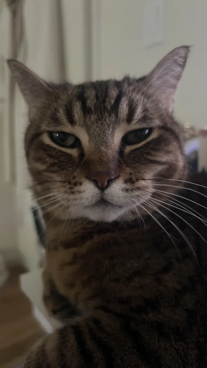 A senior medium-sized female Tabby (Brown / Chocolate) Domestic Short Hair cat named Sunday for adoption in San Luis Obispo, CA